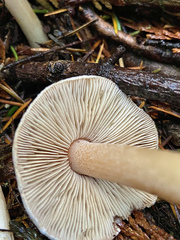 Inocybe albodisca