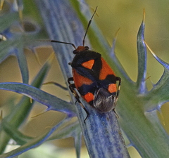 Deraeocoris schach