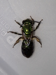 Pseudaugochlora