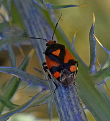 Deraeocoris schach