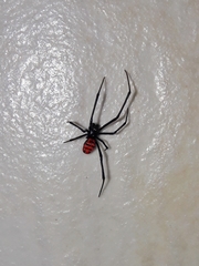 Latrodectus curacaviensis