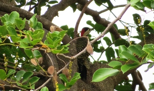 Green-barred Woodpecker