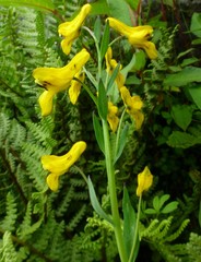 Corydalis juncea