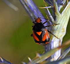 Deraeocoris schach