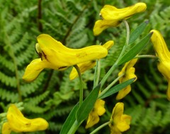 Corydalis juncea