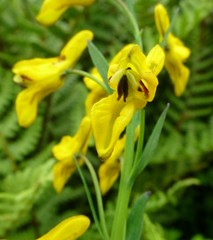 Corydalis juncea