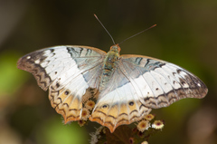 Vindula dejone erotella