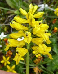 Corydalis juncea