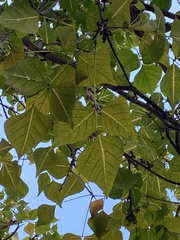 Erythrina variegata orientalis