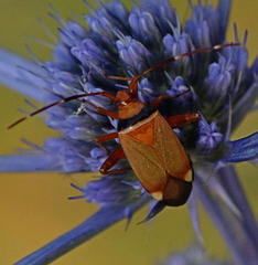 Adelphocoris vandalicus