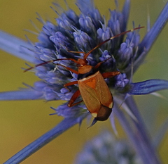 Adelphocoris vandalicus