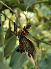 Oncopeltus orourkeae