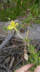 Oenothera jamesii
