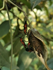 Oncopeltus orourkeae