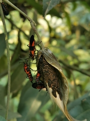 Oncopeltus orourkeae