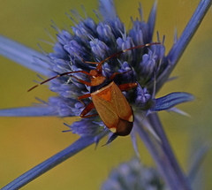 Adelphocoris vandalicus