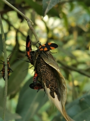 Oncopeltus orourkeae