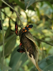 Oncopeltus orourkeae