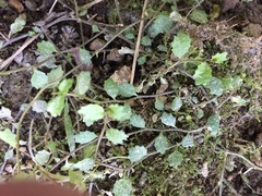 Lobelia perpusilla