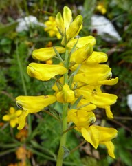Corydalis juncea