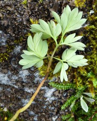 Corydalis juncea
