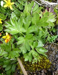 Corydalis juncea