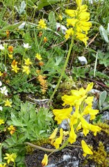 Corydalis juncea