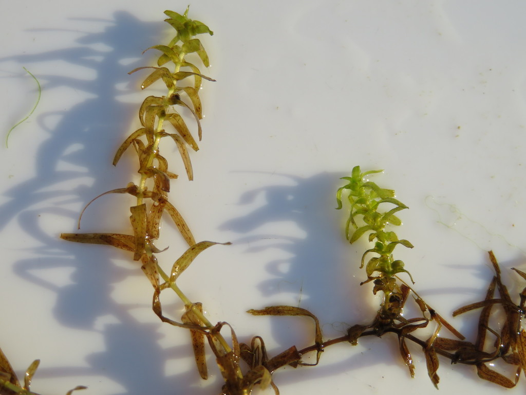 Brackish Water-starwort