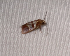 Choristis discotypa