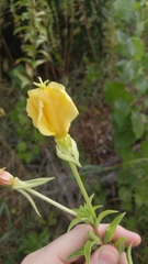 Oenothera jamesii