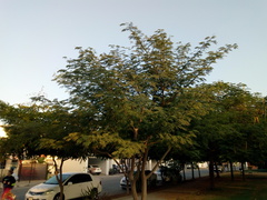 Delonix regia