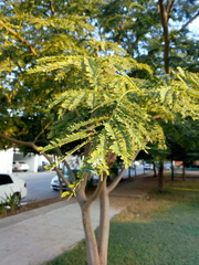 Delonix regia