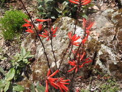 Lamourouxia multifida