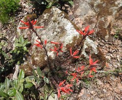 Lamourouxia multifida