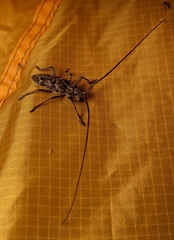 Monochamus titillator