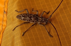 Monochamus titillator