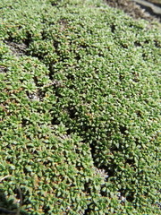Azorella monantha