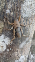 Nesoecia nigrispina