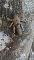 Nesoecia nigrispina