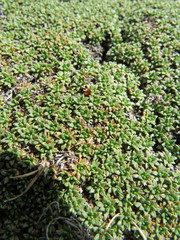 Azorella monantha
