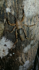 Nesoecia nigrispina