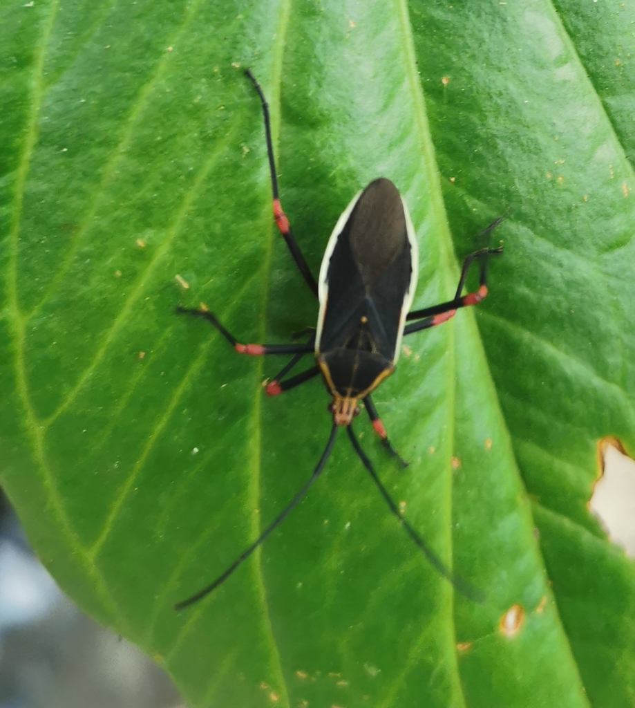 Nyttum pulchrum