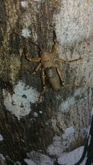 Nesoecia nigrispina