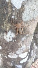 Nesoecia nigrispina