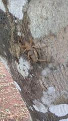 Nesoecia nigrispina