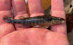 Blackbanded Darter photo 5
