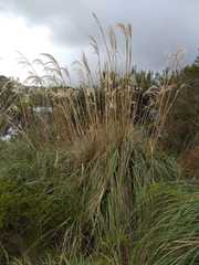 Cortaderia nitida