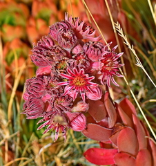 Sempervivum marmoreum