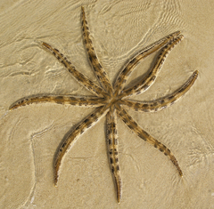 Luidia maculata