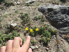 Gutierrezia baccharoides